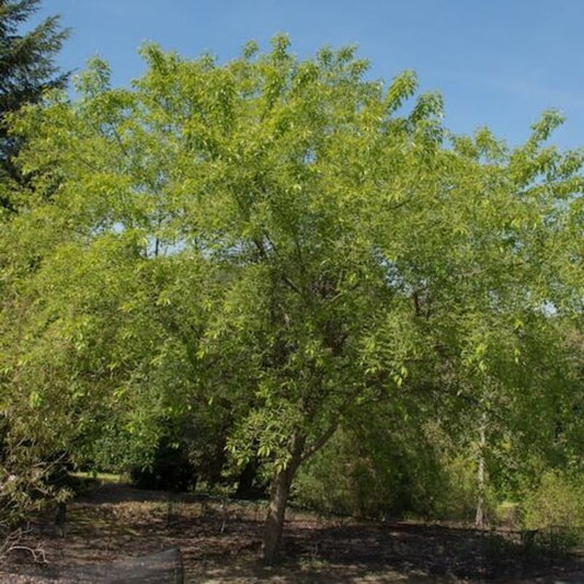 15 Black Cherry Tree Seeds - Prunus Serotina