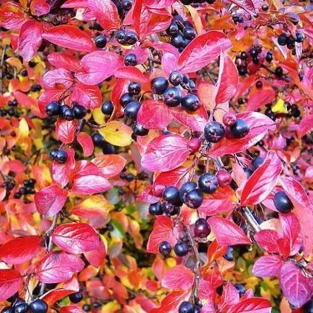 Black Chokeberry Seeds (Aronia melanocarpa) | Hardy Superfruit Shrub