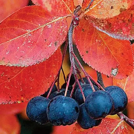 Black Chokeberry Seeds (Aronia melanocarpa) | Hardy Superfruit Shrub