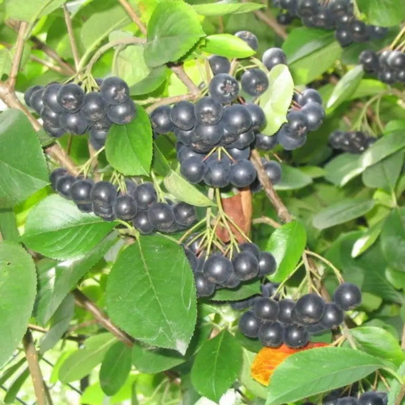 30 Black Chokeberry Seeds (Aronia melanocarpa) | Hardy Superfruit Shrub