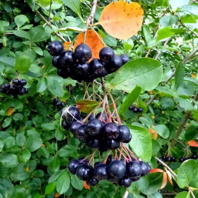Black Chokeberry Seeds (Aronia melanocarpa) | Hardy Superfruit Shrub