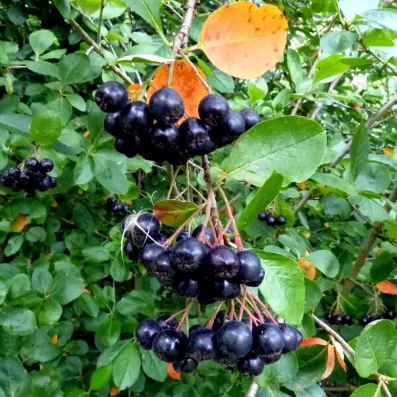 30 Black Chokeberry Seeds (Aronia melanocarpa) | Hardy Superfruit Shrub