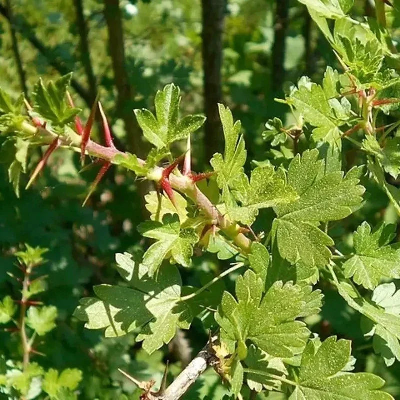 Close-up of green leaves with red thorns on a blurred green background