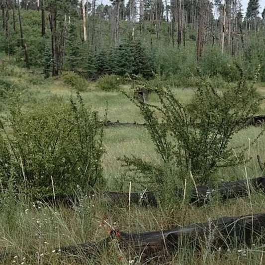 Scenic view of a forest with trees and grass