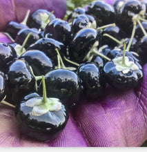 50 Black Goji Berry Seeds