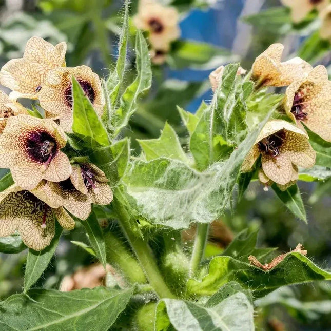 200 Black Henbane Seeds – Hyoscyamus (Stinking Nightshade)