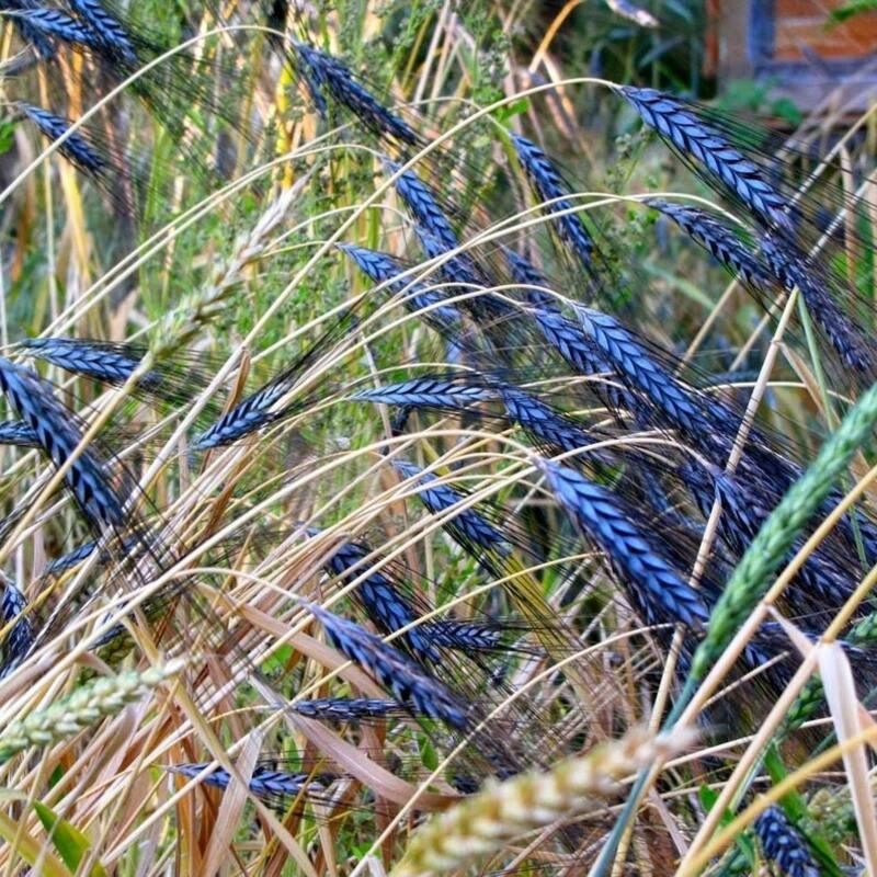 Close-up of blue wheat plants in a field with green grass.