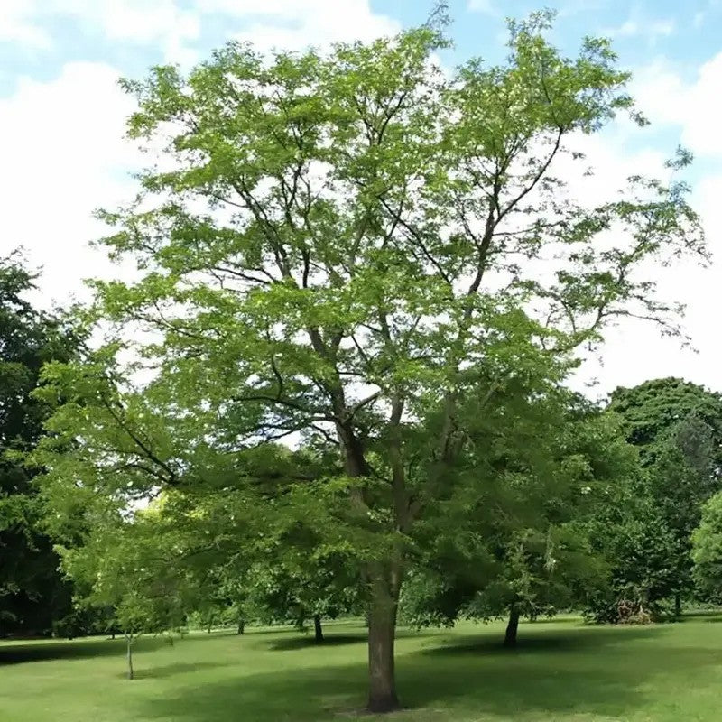 Black locust tree growing in open green field
