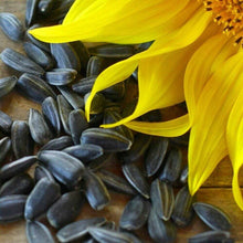 50 Black Oil Sunflower Seeds