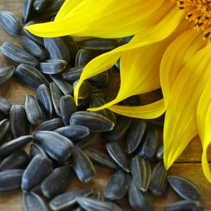 50 Black Oil Sunflower Seeds