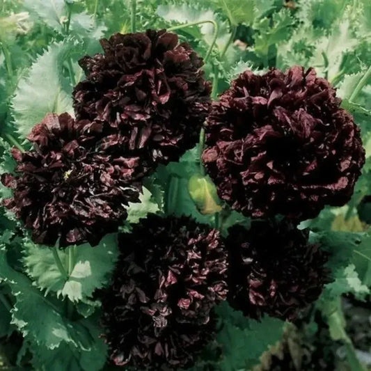 Close-up of dark purple flowers with green leaves in the background