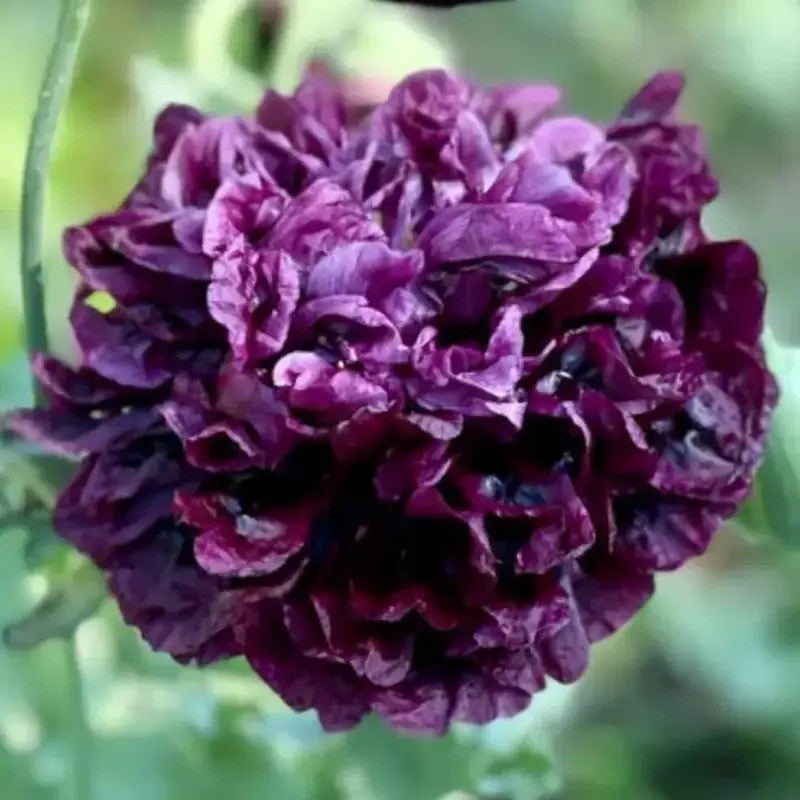 100 Black Peony Poppy Seeds