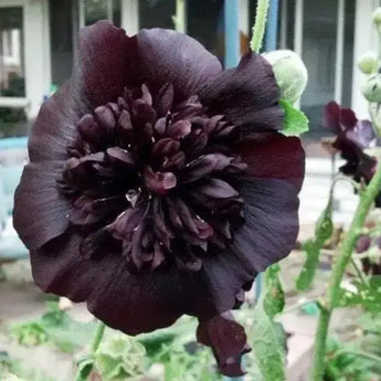 25 Black Prince Hollyhock Seeds