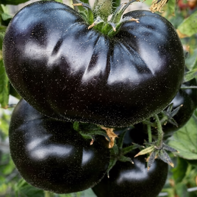 Black Sea Man tomato plant with deep black-purple ripe tomatoes, glossy heirloom fruits on healthy green vine, perfect for home gardens and gourmet cooking. Seed World