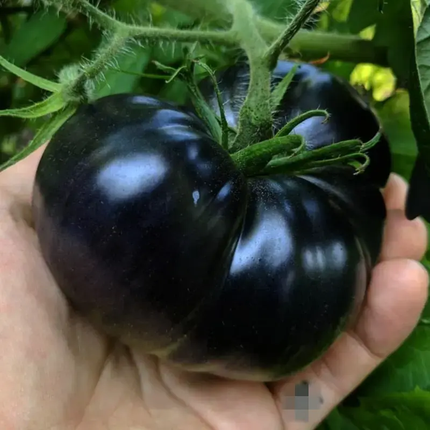 30 Black Sea Man Tomato Seeds | Heirloom Non-GMO | Garden Vegetable