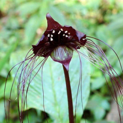 50 Black Tiger Shall Orchid Seeds – Exotic Rare Bloom