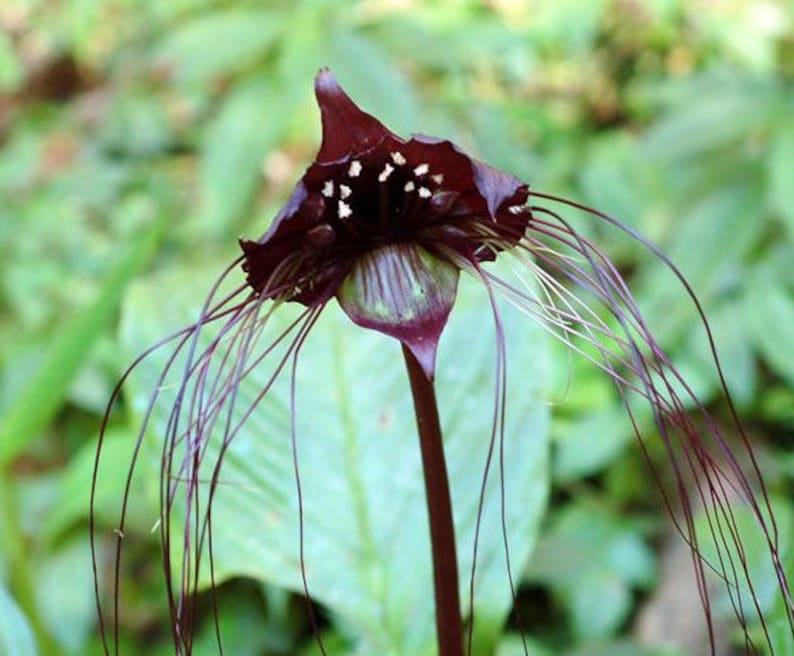 50 Black Tiger Shall Orchid Seeds – Exotic Rare Bloom