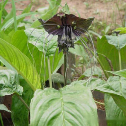 50 Black Tiger Shall Orchid Seeds – Exotic Rare Bloom