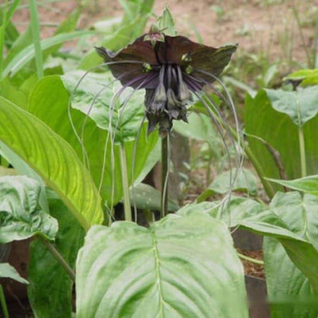 50 Black Tiger Shall Orchid Seeds – Exotic Rare Bloom