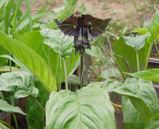 50 Black Tiger Shall Orchid Seeds – Exotic Rare Bloom