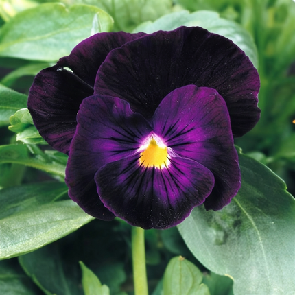 50 Pansy Seeds – Colorful Viola Garden Flowers | Easy Growing Blooms
