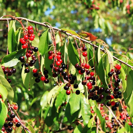 Black Cherry tree branches with clusters of ripe dark cherries and green leaves. Seed World