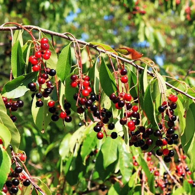 Black Cherry tree branches with clusters of ripe dark cherries and green leaves. Seed World