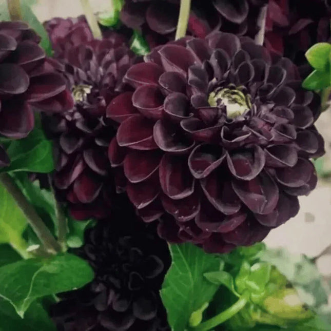 black satin dahlia seeds Black Dahlia Flower Seeds for Sale – 10 Rare Violet Blooms – Seed World