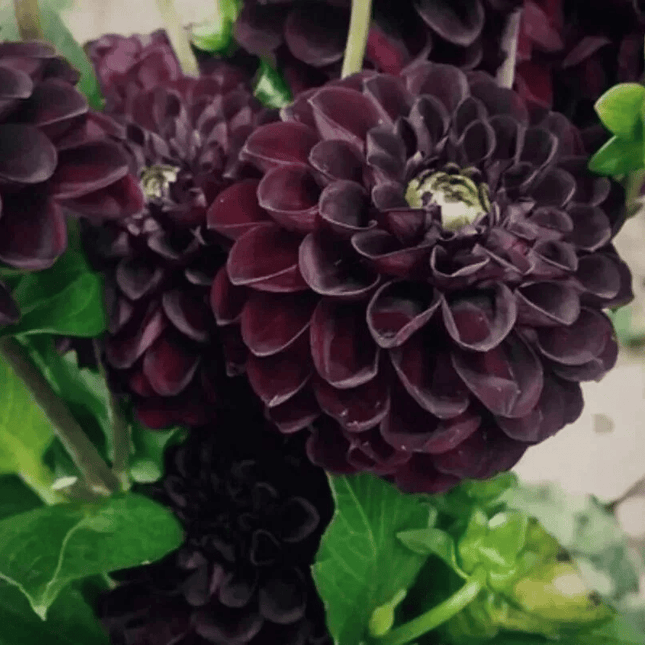 20 Black Dahlia Flower Seeds – Rare Violet Blooms