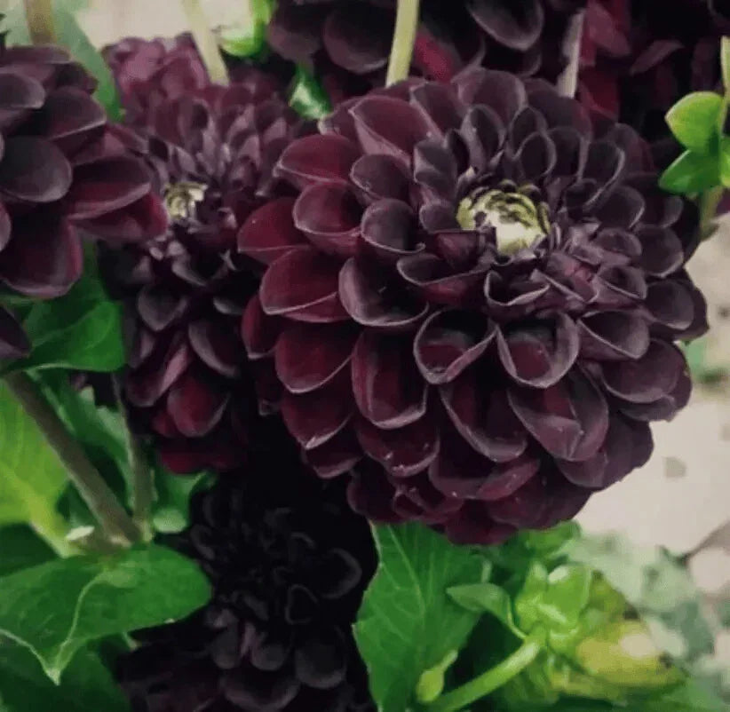black dahlia seeds 20 Black Dahlia Flower Seeds – Rare Violet Blooms