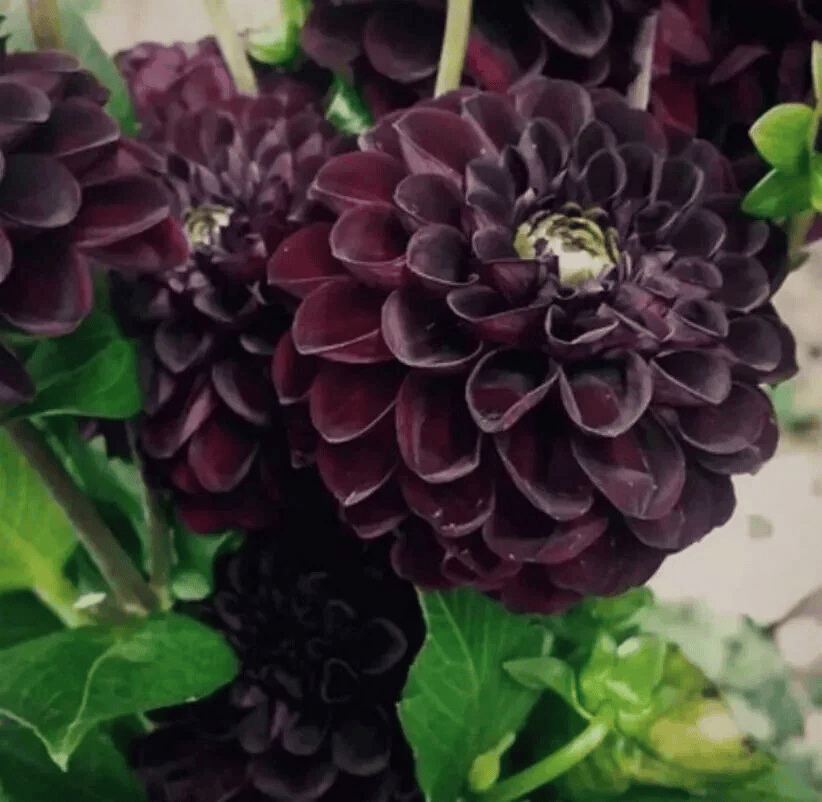 20 Black Dahlia Flower Seeds – Rare Violet Blooms