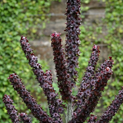 Black False Hellebore Seeds (Veratrum nigrum) – 20 Seeds, featuring tall, dramatic flower spikes covered in small, deep burgundy-black star-shaped blooms, ideal for ornamental perennial gardens, woodland borders, and unique botanical collections. Seed World