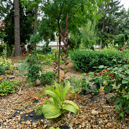 Veratrum nigrum – Black False Hellebore – 20 Seeds
