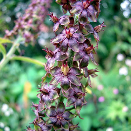 Veratrum nigrum – Black False Hellebore – 20 Seeds