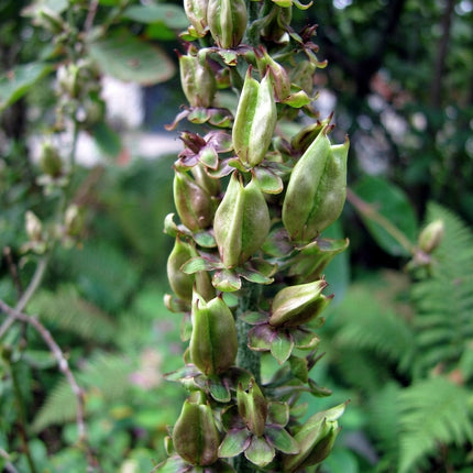 Veratrum nigrum – Black False Hellebore – 20 Seeds