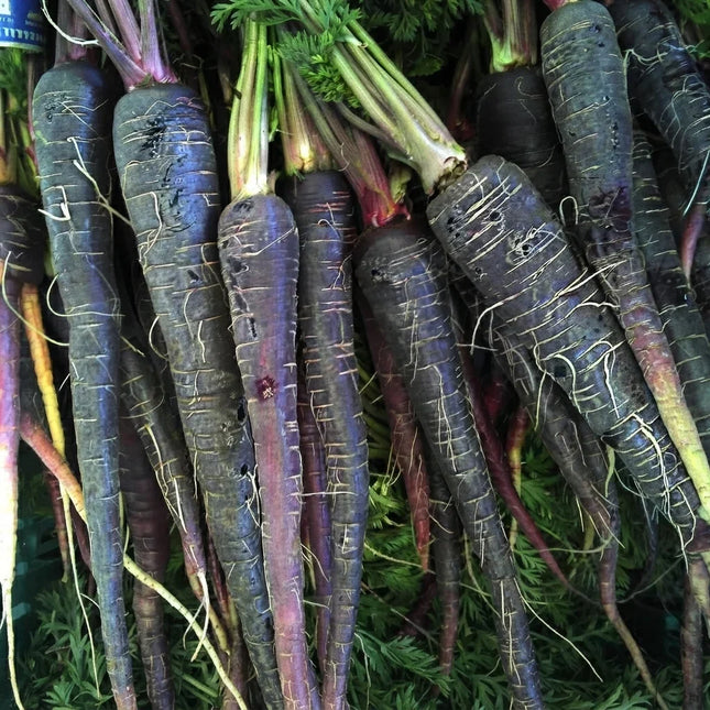 Black Nebula Carrots with deep purple-black roots, perfect for home vegetable gardens, fresh harvests, and heirloom growing. Seed World