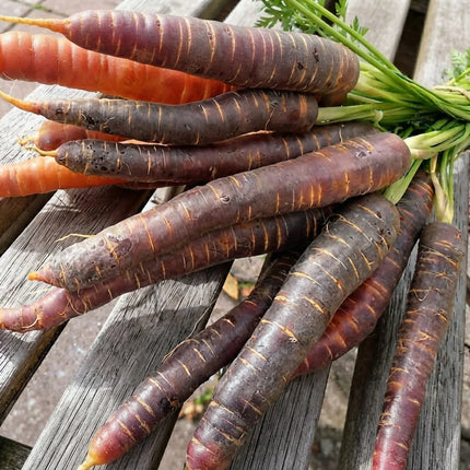 400 Black Nebula Carrot Seeds – Rare Purple Heirloom Carrots