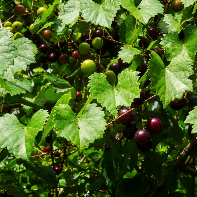 Black Noble Muscadine Grape vine with ripe dark purple grapes ready for harvest - Seed World