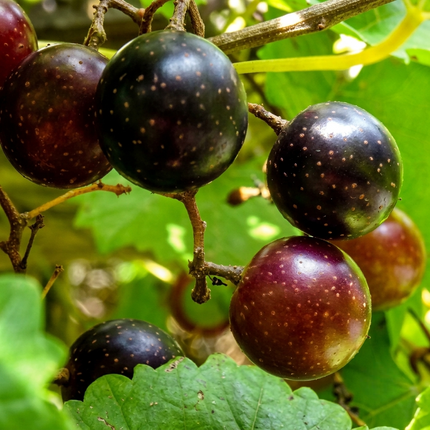 30 Black Noble Muscadine Grape Seeds | Vitis Rotundifolia | Heirloom Non-GMO