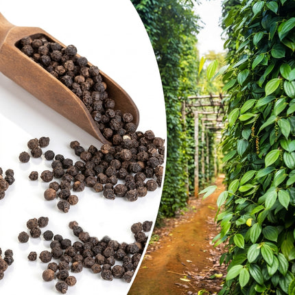 Black Peppercorn Seeds (Piper nigrum) – 10 Seeds, featuring dried black peppercorns in a wooden scoop alongside lush green black pepper vines with hanging pepper spikes, ideal for growing aromatic culinary spices in tropical gardens and home herb gardens. Seed World
