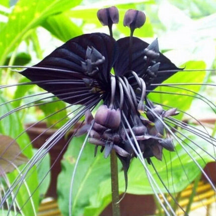 50 Black Tiger Shall Orchid Seeds – Exotic Rare Bloom