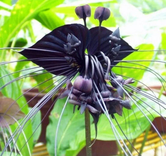 50 Black Tiger Shall Orchid Seeds – Exotic Rare Bloom