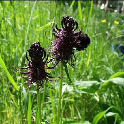 50 Black Tiger Shall Orchid Seeds – Exotic Rare Bloom
