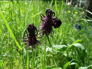 black orchid flower seeds Black Tiger Shall Orchid Seeds – Rare Exotic Orchid