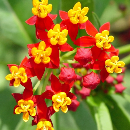 175 Bloodflower Seeds – Asclepias Curassavica