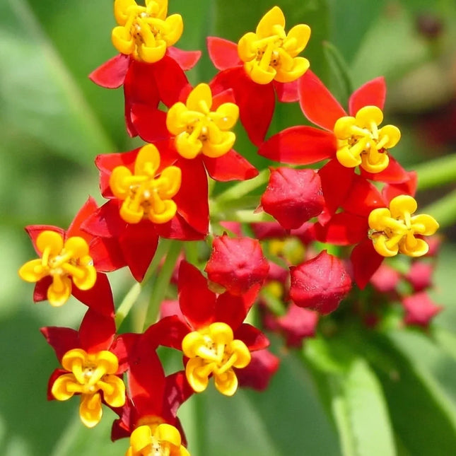 175 Bloodflower Seeds – Asclepias Curassavica