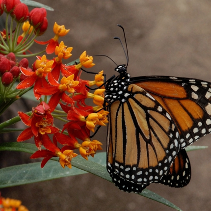 175 Bloodflower Seeds – Asclepias Curassavica