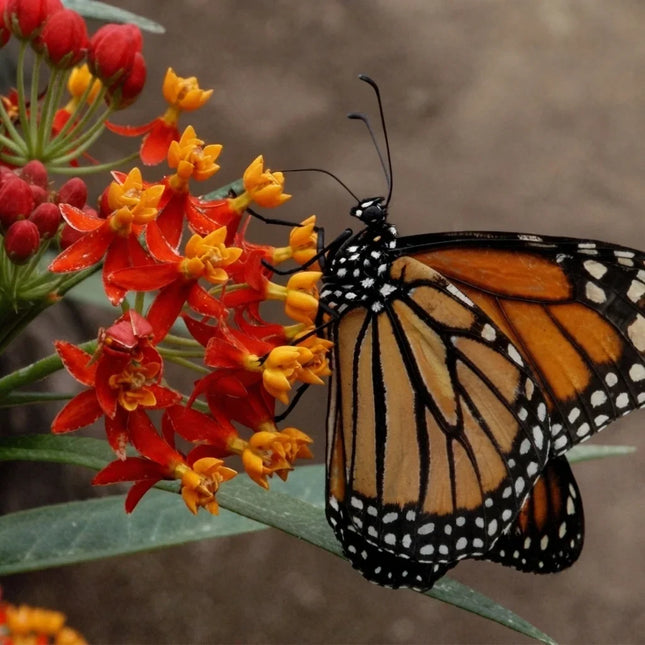 175 Bloodflower Seeds – Asclepias Curassavica