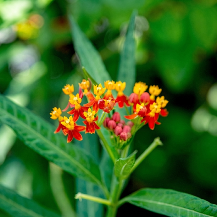 175 Bloodflower Seeds – Asclepias Curassavica