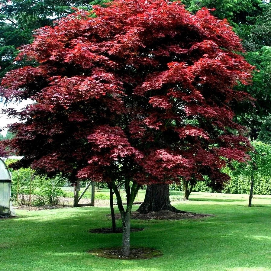 Bloodgood Japanese Maple Tree Seeds